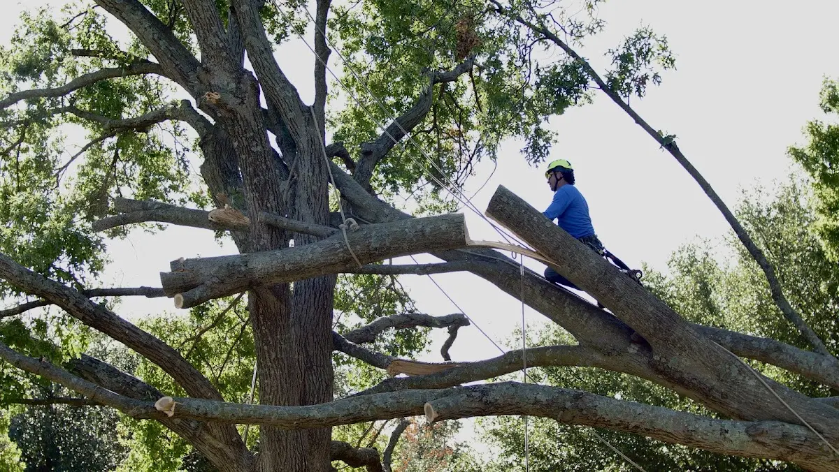 Professional Crown Thinning performed by certified arborists in Plainview